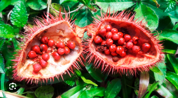 Achiote