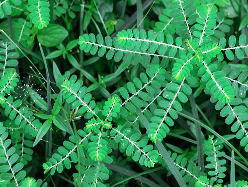 Chanca Piedra